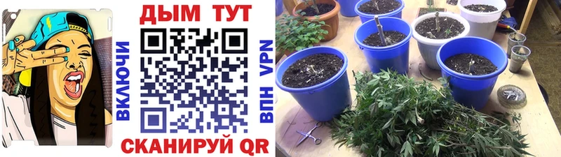 Шишки марихуана Amnesia площадка клад Гуково